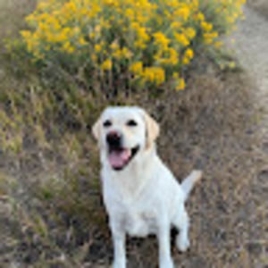 Meet your Posher, Sue